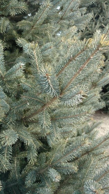White Spruce "Skinny Blue Genes"