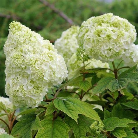 Oakleaf Hydrangea "Gatsby Moon"