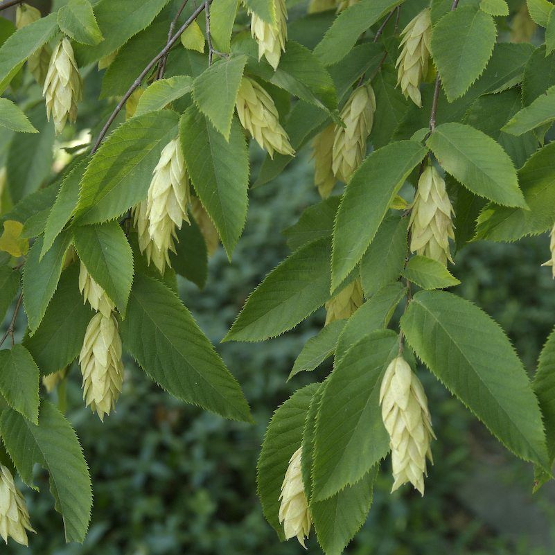American Hophornbeam "Ironwood"