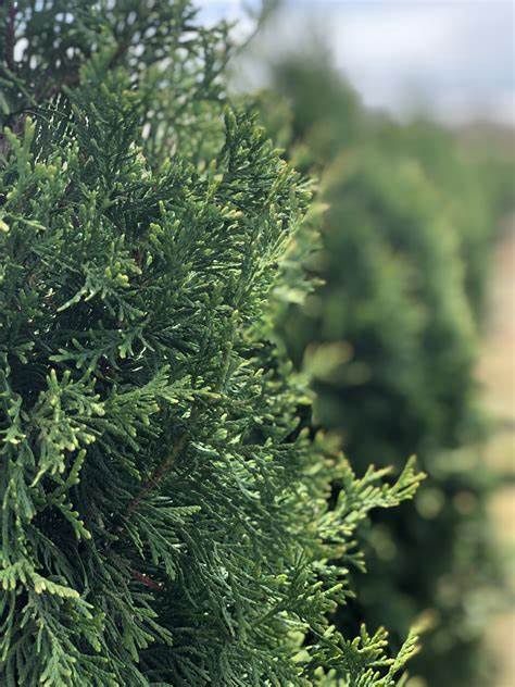 Arborvitae "Slender Giant"