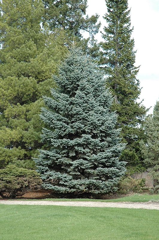 Blue Spruce "Mission Blue"