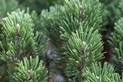 Pine Bristlecone "Sherwood Compact"