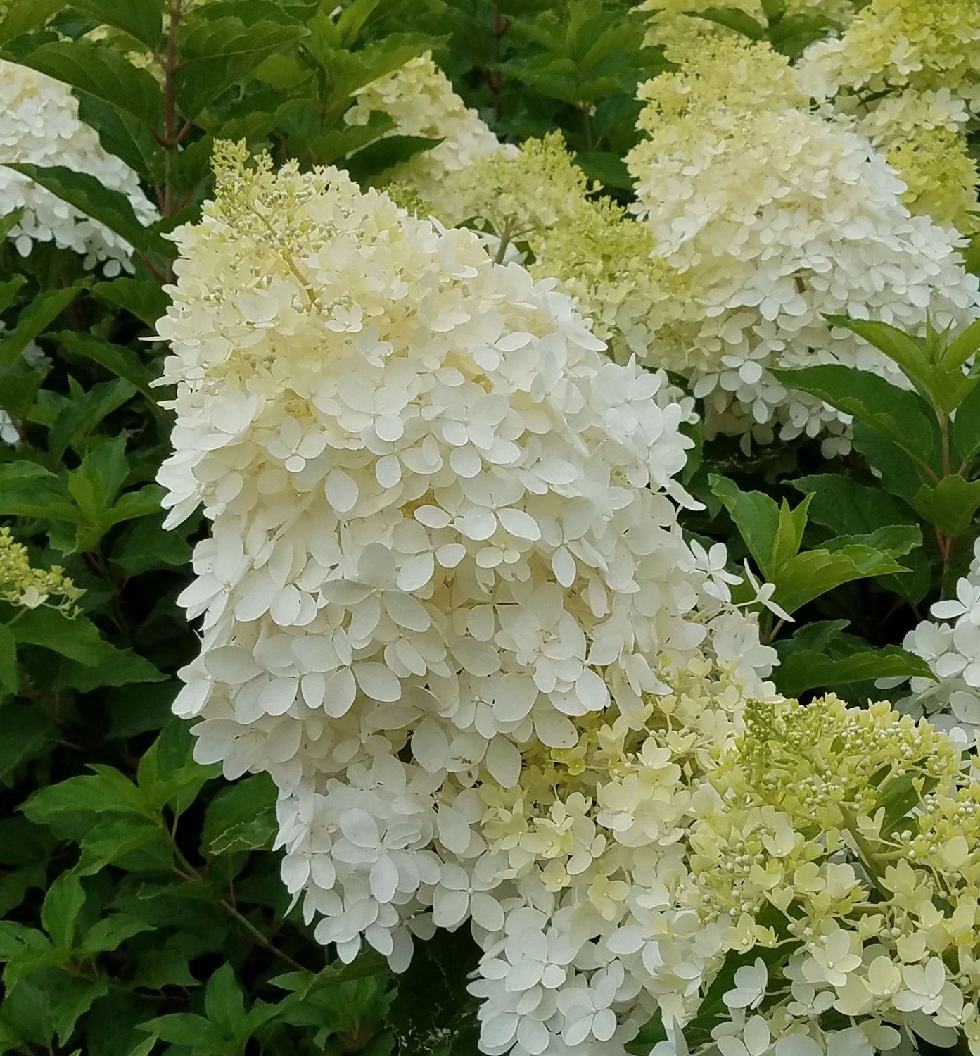 Panicle Hydrangea "Phantom"