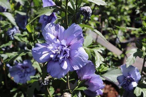 Rose of Sharon "Blue Chiffon"