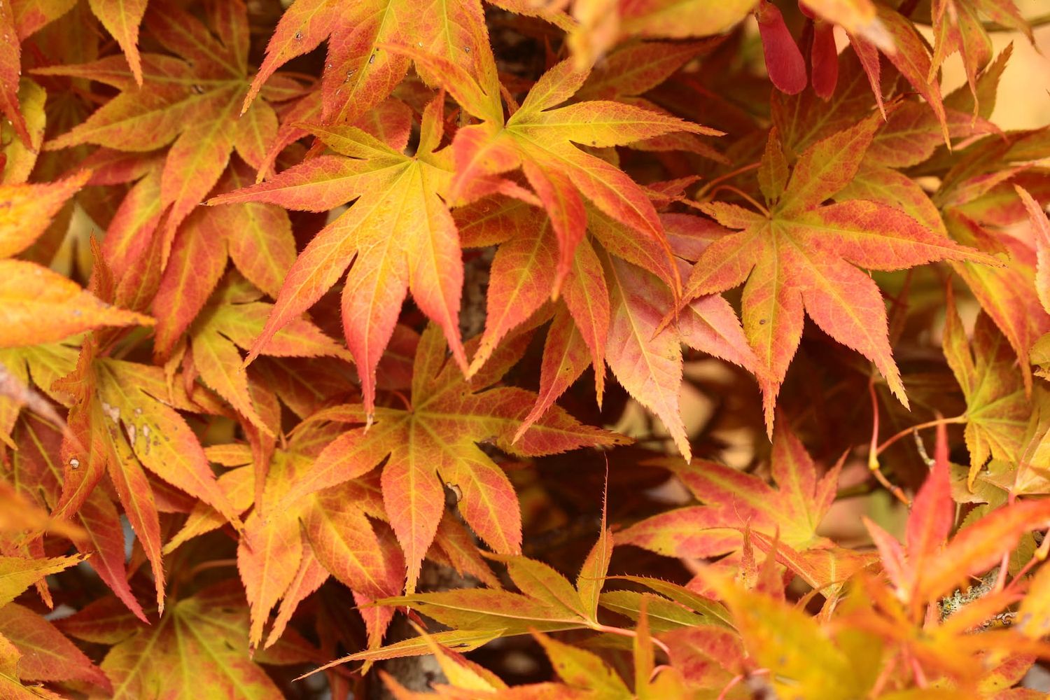 Japanese Maple "Iijima Sunago"