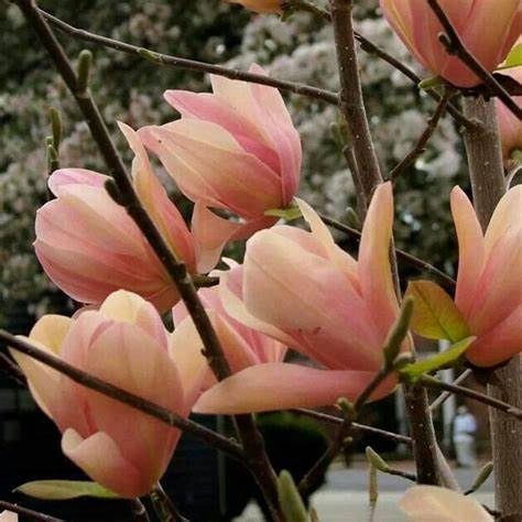 Magnolia "Coral Lake", Size: 5g