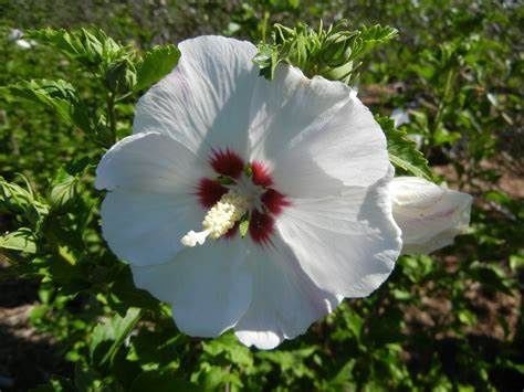 Rose of Sharon "Red Heart" Patio Tree