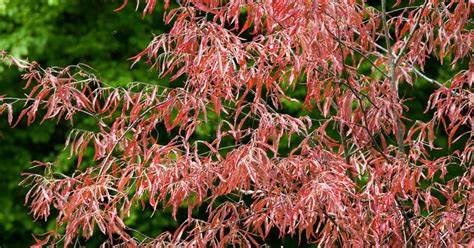 European Beech "Ansorgei"