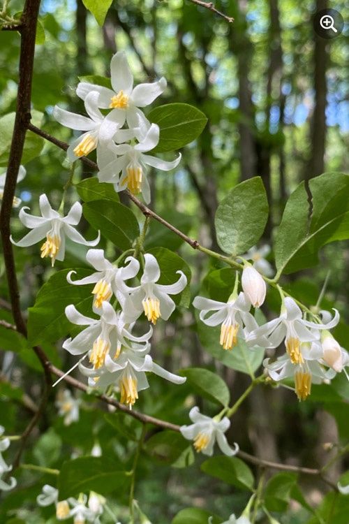 American Silverbell (Styrax), Size: 7g
