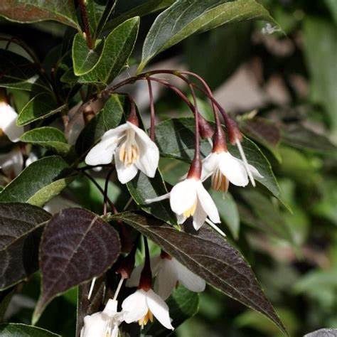 Japanese Snowbell "Evening Light"