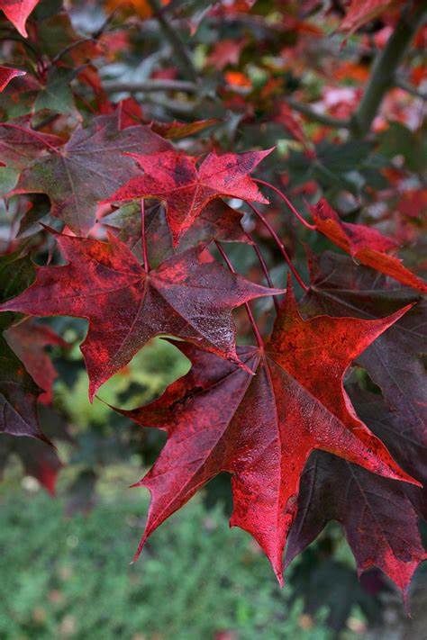 Norway Maple