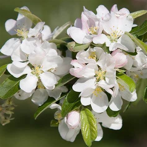 Crabapple "Popsicle"