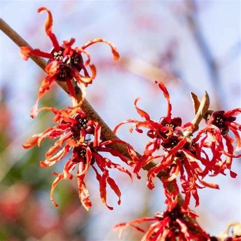 Witch Hazel "Carmine Red"