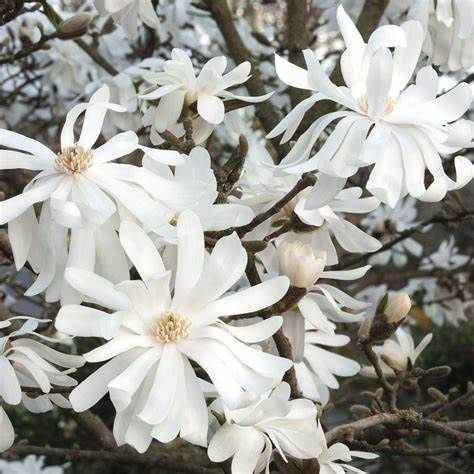 Star Magnolia "Royal Star", Size: 10g