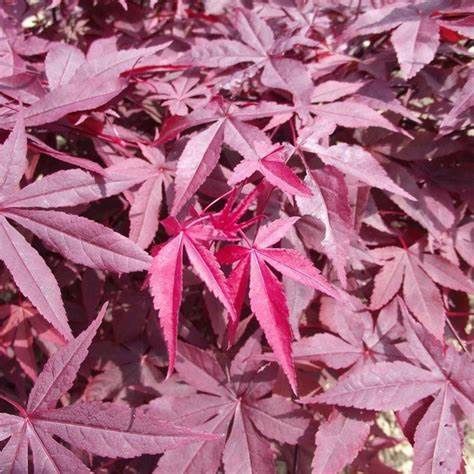 Japanese Maple "Yubae"