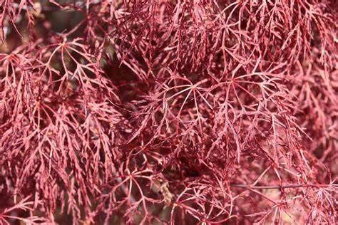 Japanese Maple "Red Feathers"