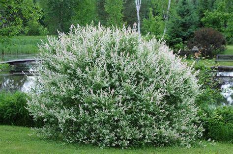 Dappled Willow "Hakuro Nishiki"