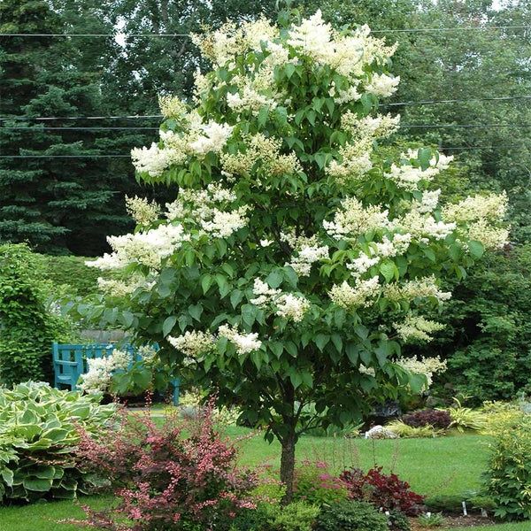 Lilac Japanese Tree "Ivory Silk", Size: 10g