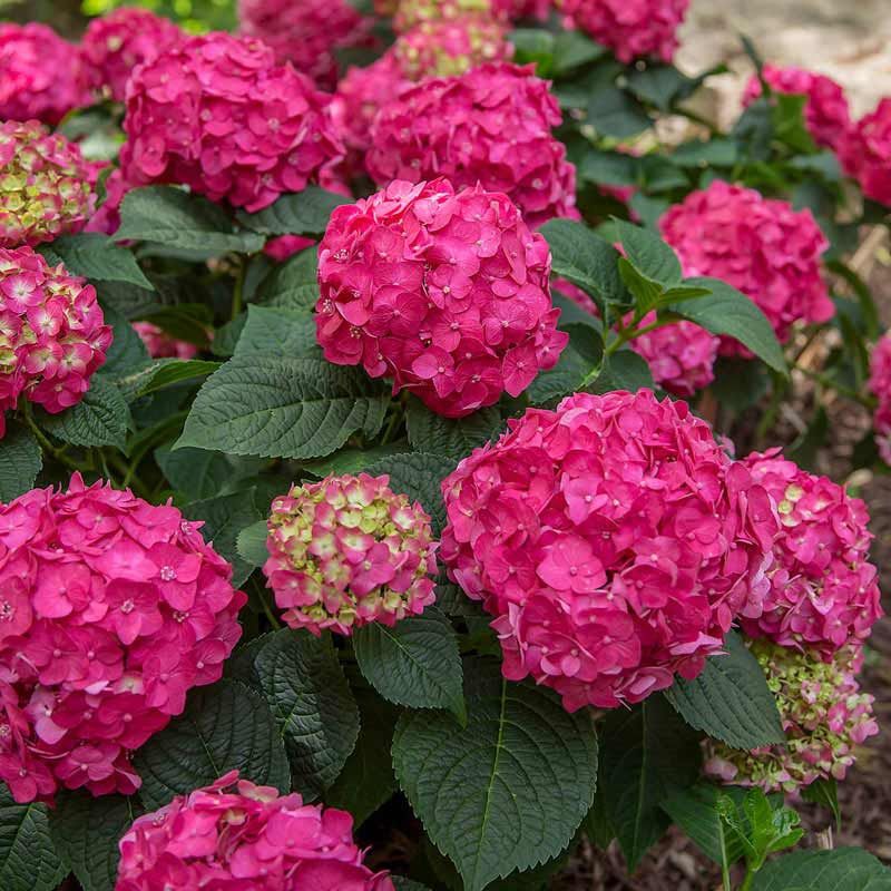 Bigleaf Hydrangea "Endless Summer 'Summer Crush'", Size: 3g