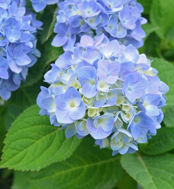 Bigleaf Hydrangea "Nantucket Blue"