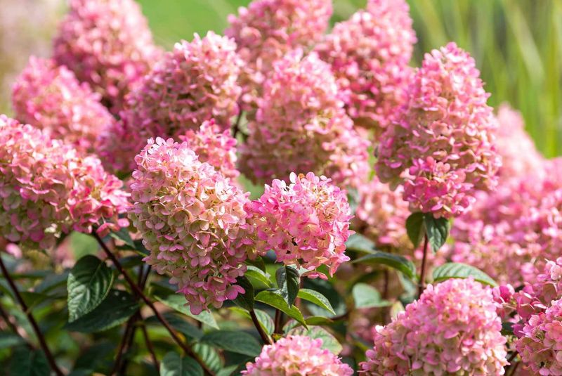 Panicle Hydrangea "Strawberry Sundae"