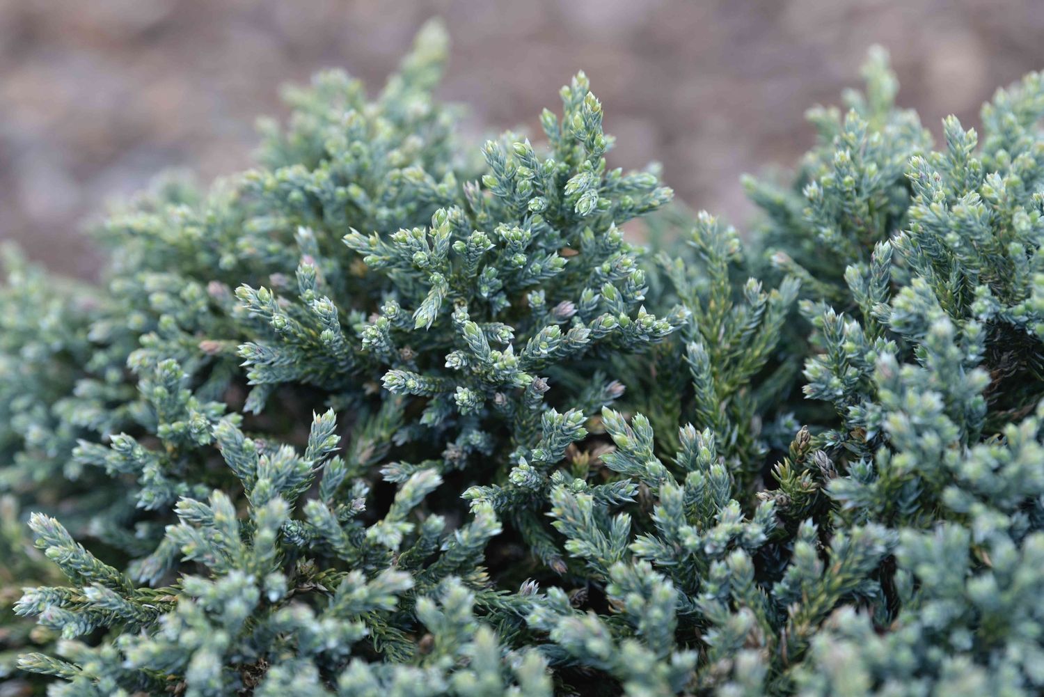 Juniper "Blue Star", Size: 3g