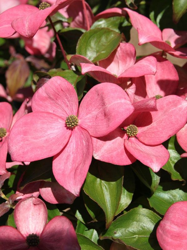 Dogwood Flowering Tree "Satomi"