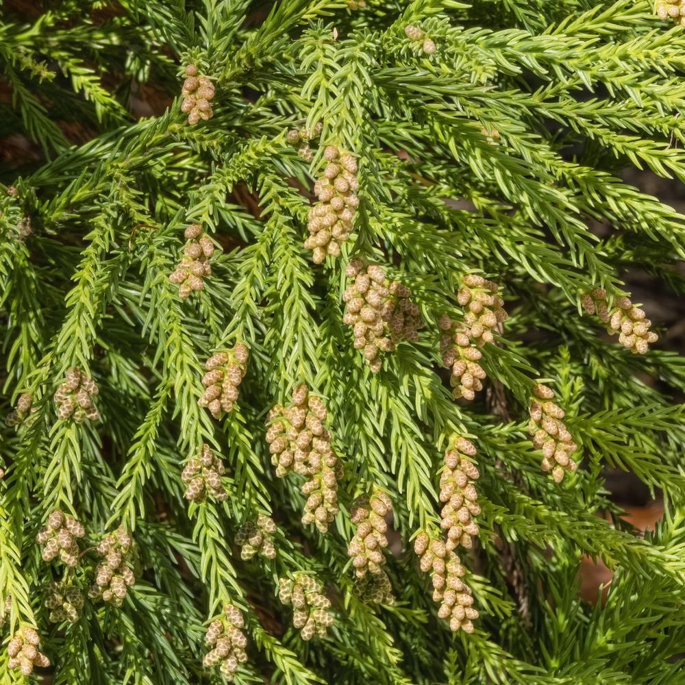 Japanese Cedar (Cryptomeria) "Yoshino"