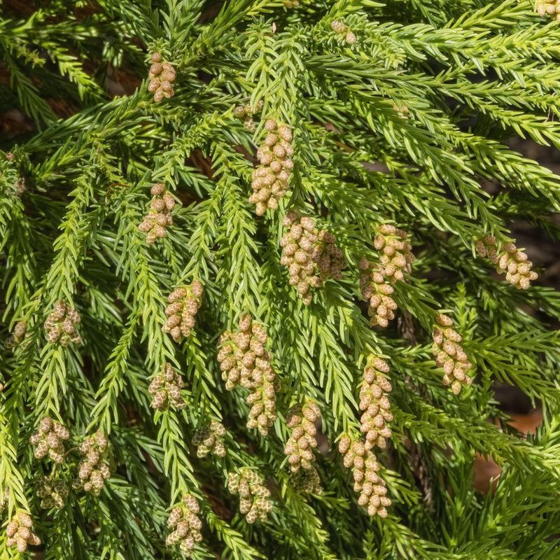 Japanese Cedar (Cryptomeria) "Yoshino"