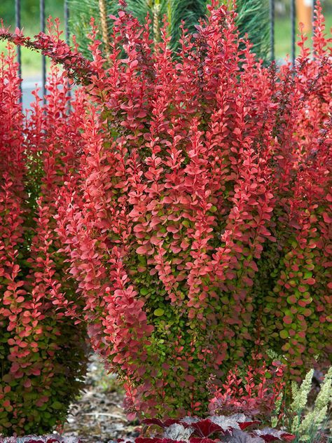 Barberry "Orange Rocket", Size: 3g