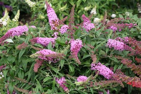 Butterfly Bush "Pugster Pink"