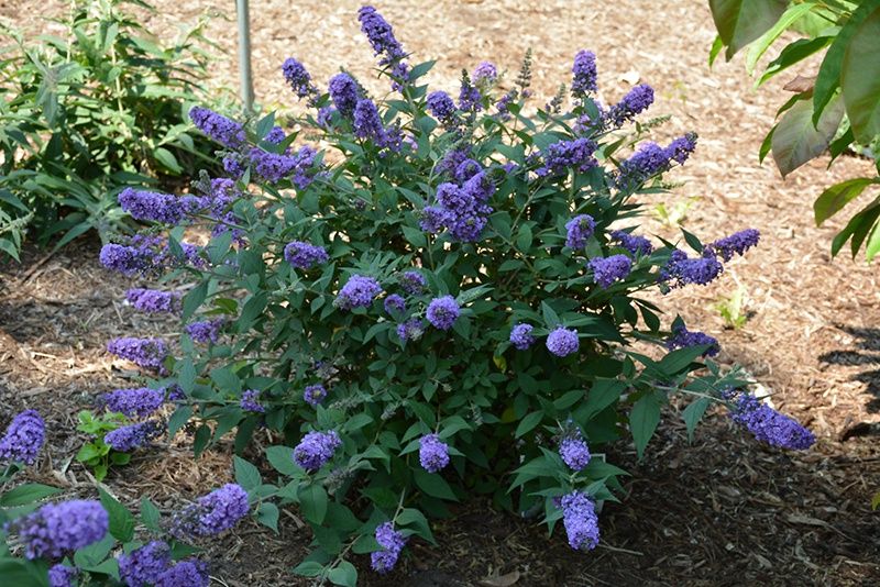 Butterfly Bush "Lo &amp; Behold 'Blue Chip Jr.'"