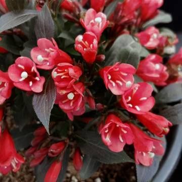 Weigela "Date Night 'Electric Love'"