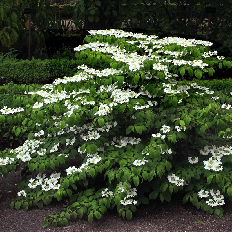 Viburnum "Doublefile"