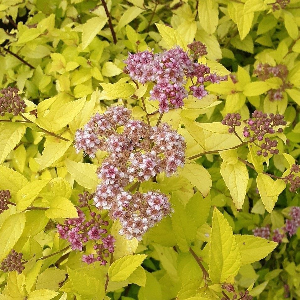 Spirea "Lemon Princess"