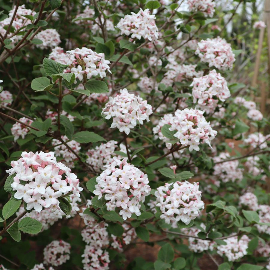 Korean Spice Viburnum