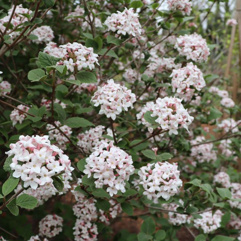 Viburnum "Spice Girl"