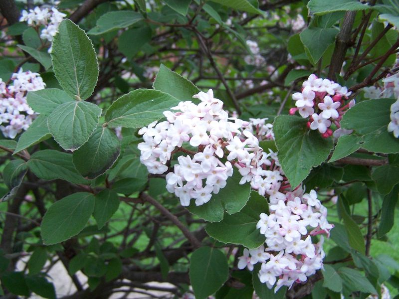 Viburnum "Judd"
