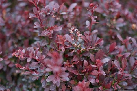 Barberry "Crimson Pygmy"