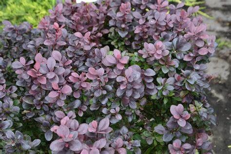 Barberry "Concorde"