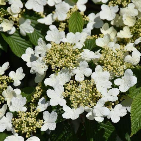 Viburnum  "Wabi-Sabi"