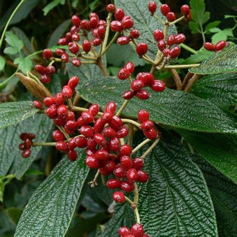 Viburnum "Leatherleaf"