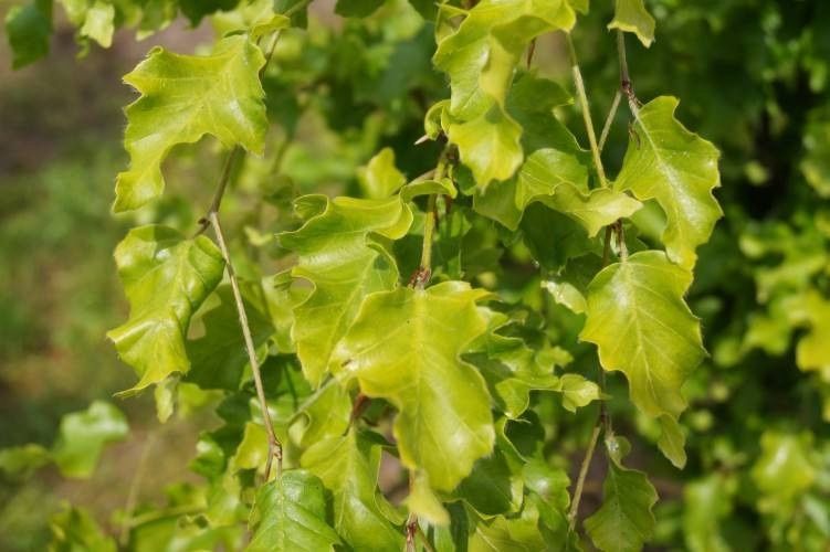 European Beech "Rohan Gold"