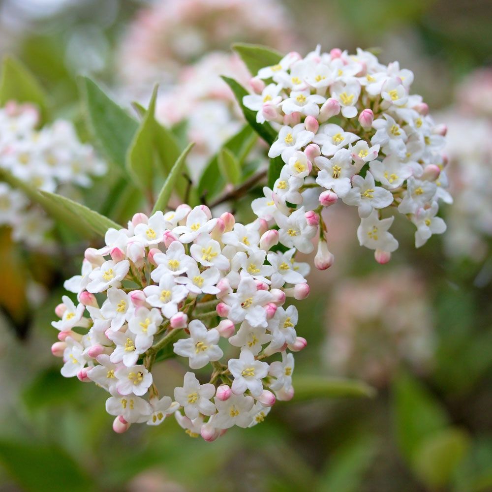 Viburnum "Burkwood"