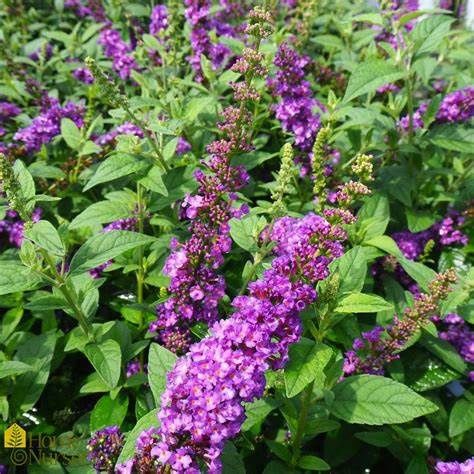 Butterfly Bush "Miss Violet"