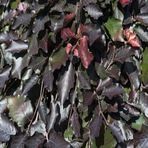 European Beech "Rohanii"