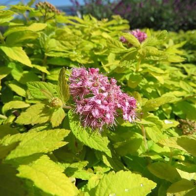 Spirea "Golden Cupcake"