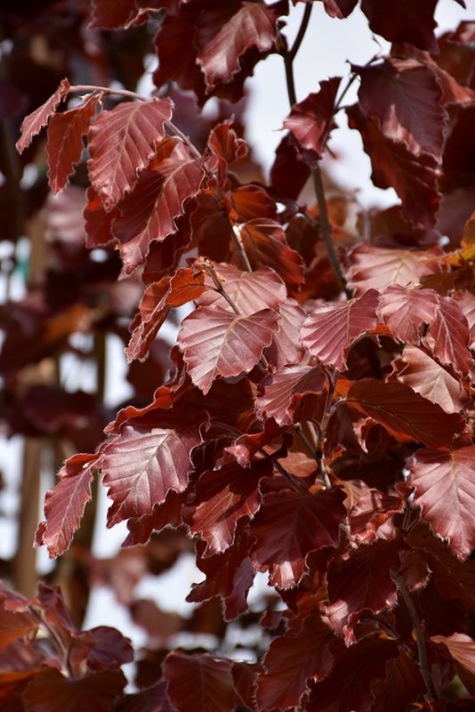 European Beech "Red Obelisk"