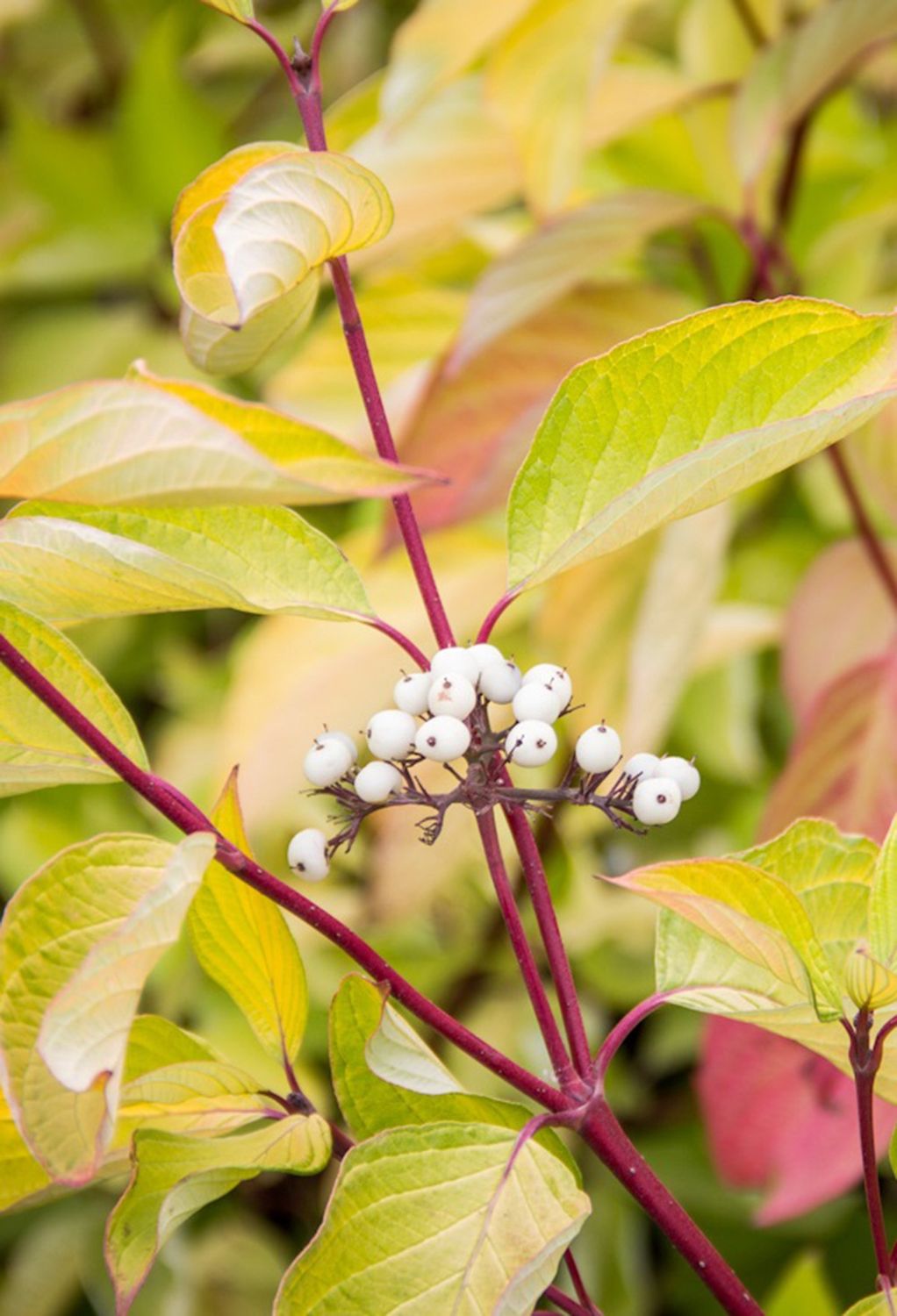 Dogwood Redtwig  Shrub "Prairie Fire"