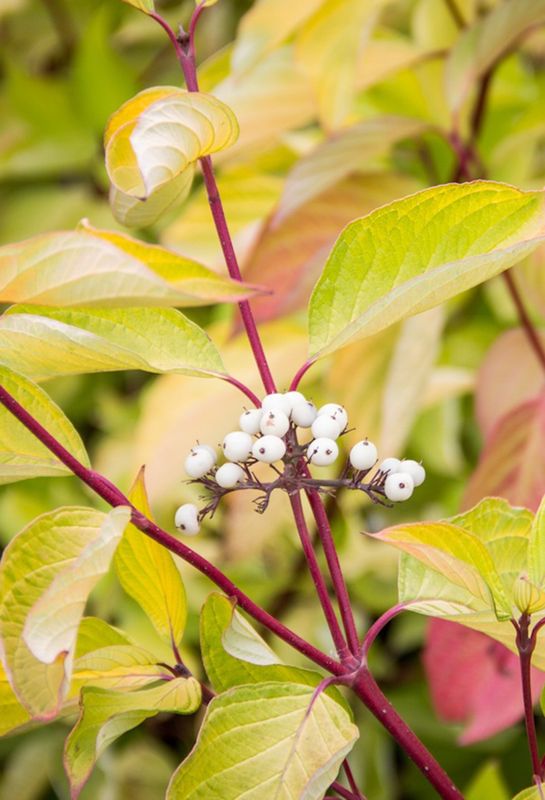 Dogwood Redtwig  Shrub "Prairie Fire"